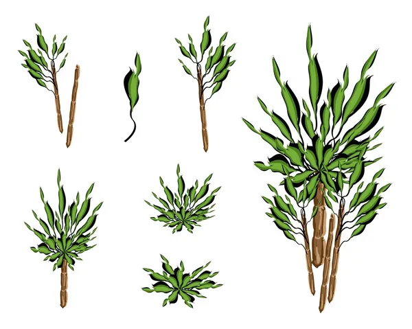 A Set of Isometric Yucca Tree or Dracaena Plant — Stock Vector