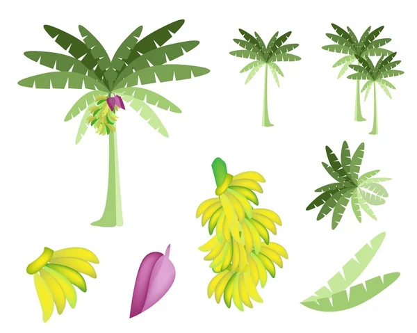 Conjunto de Banana Tree com Bananas e Flor — Vetor de Stock