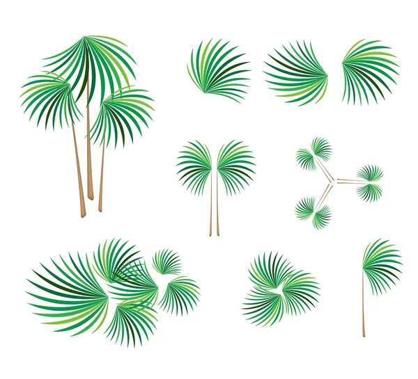 Isometric of Lady Palm Tree on White Background — Stock Vector