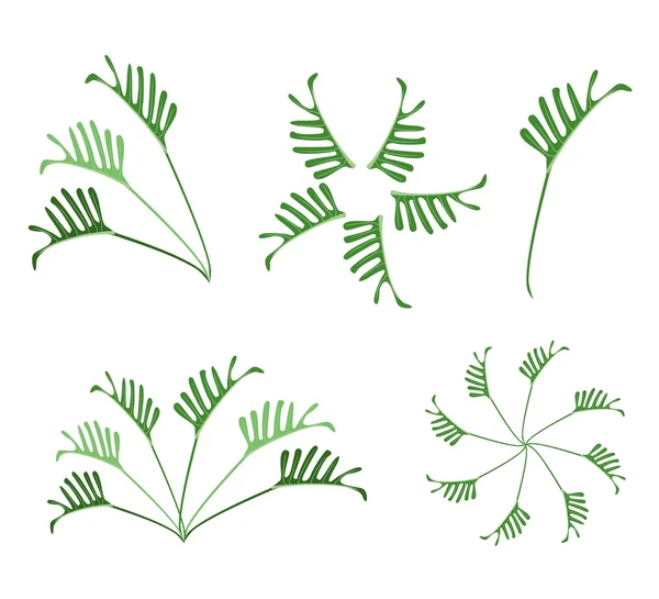 Un conjunto de hojas de filodendro sobre fondo blanco — Vector de stock