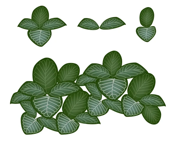 Una serie di piante nervose su sfondo bianco — Vettoriale Stock