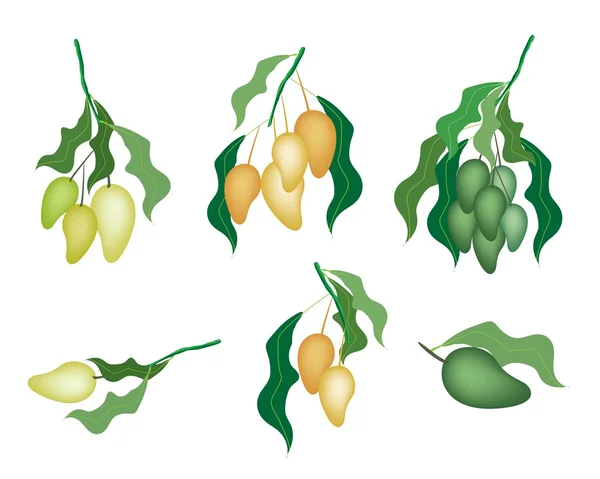 Ensemble de fruits à la mangue sur fond blanc — Image vectorielle