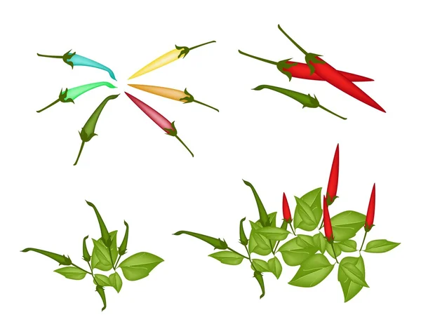 Aantal rode en groene chili peppers — Stockvector