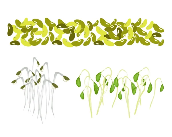 Set of Mung Beans and Sprouts on White Background — Stock Vector