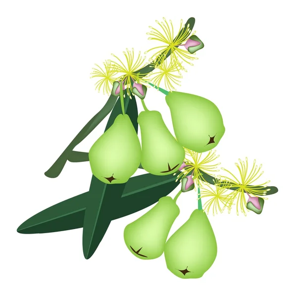 Pommes d'eau verte et fleurs sur fond blanc — Image vectorielle