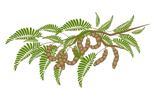 Dosettes de tamarin brun frais sur la branche de l'arbre — Image vectorielle
