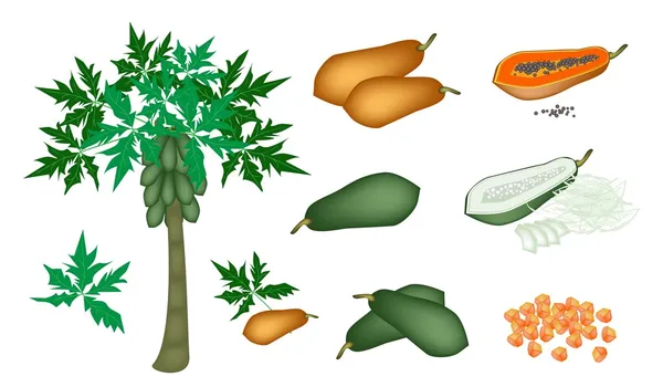 A Set of Fresh Papayas and Papaya Tree — Stock Vector