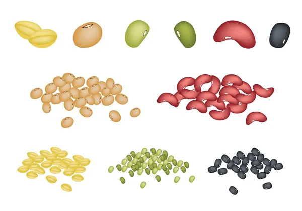Set of Different Beans on White Background — Stock Vector