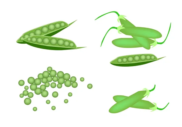 A Set of Delicious Sweet Green Pea — Stock Vector