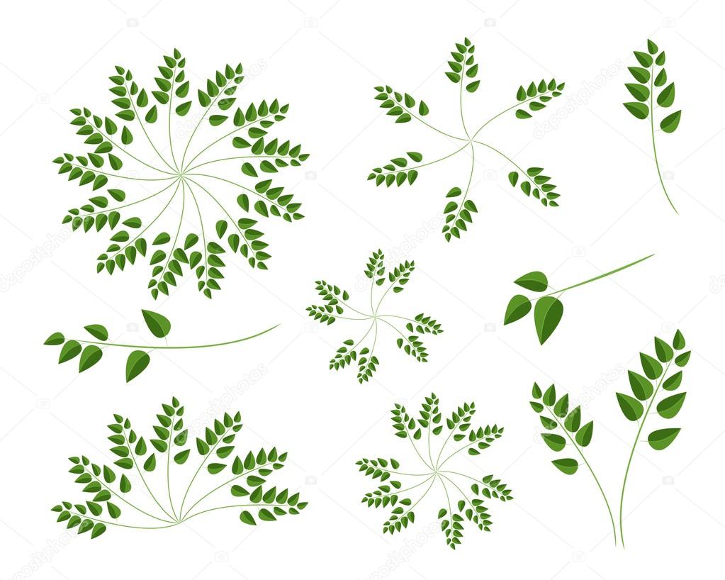 A Set of Evergreen Leaves on White Background