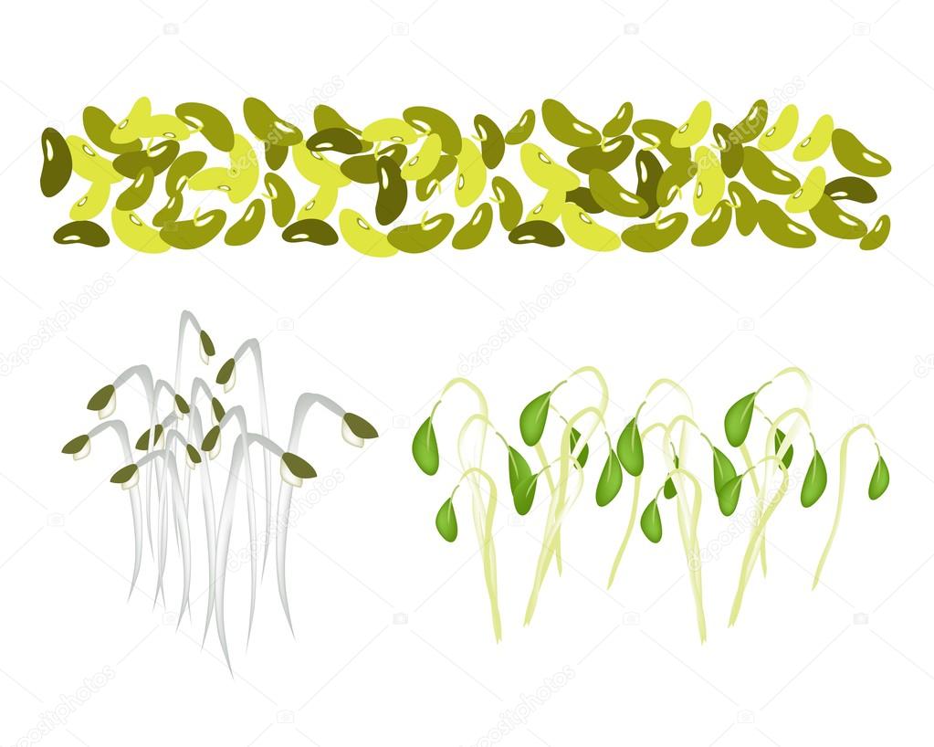 Set of Mung Beans and Sprouts on White Background
