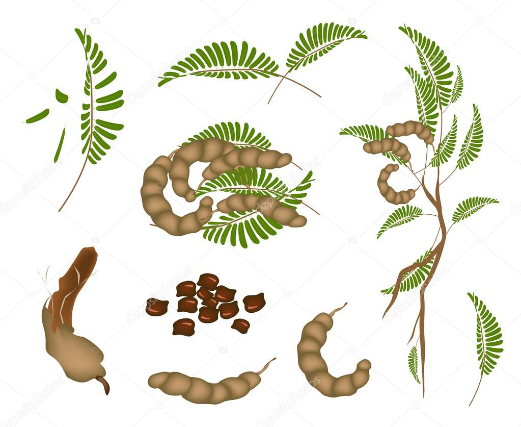 Set Of Fresh Tamarind Pod And Leaves Vector Image By C Iamnee Vector Stock