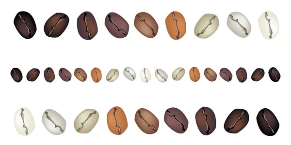 Különböző színű szemes kávé a fehér háttér — Stock Vector