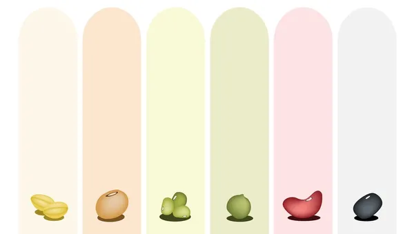 Ensemble de haricots différents sur bannière multicolore — Image vectorielle