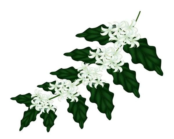 Ilustracja kawa kwiaty na białym tle — Wektor stockowy