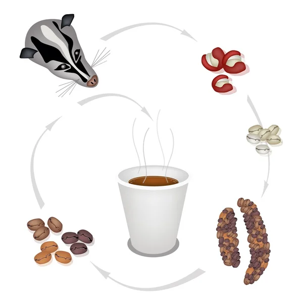 Hot Coffee in Disposable Cup with Civet Coffee Beans - Stok Vektor