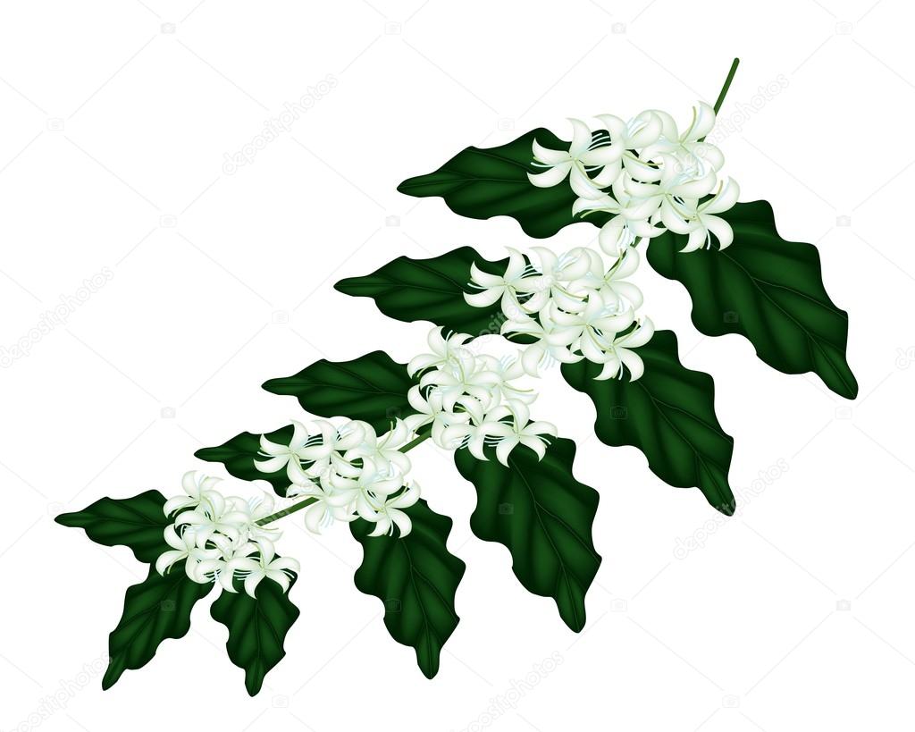 An Illustration of Coffee Flowers on White Background