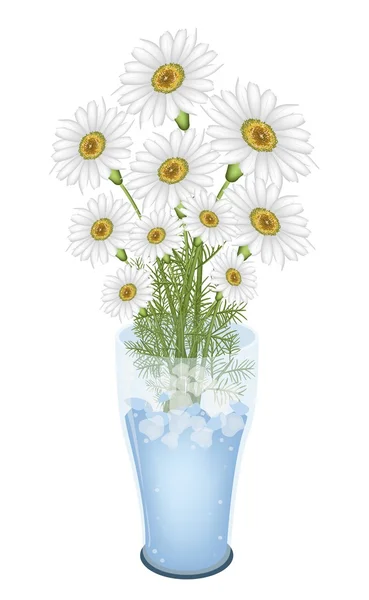 Mooie witte margriet bloemen in glazen vaas — Stockvector