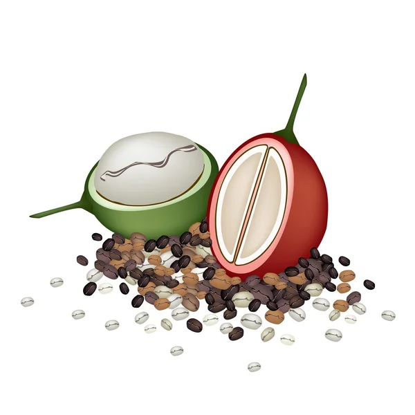 Bayas de café maduras e inmaduras con granos de café — Vector de stock