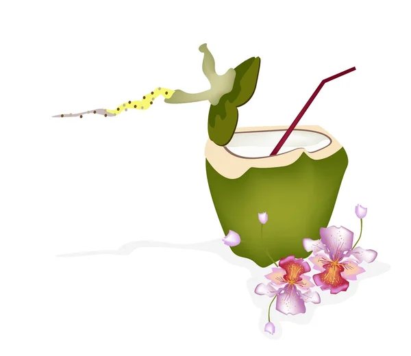 Verse groene kokosnoot en kokoswater drinken — Stockvector