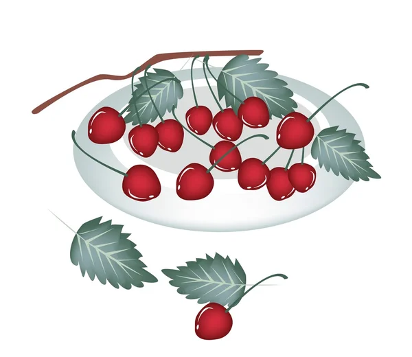 A Plate of Red Cherries Isolated On White — Stock Vector