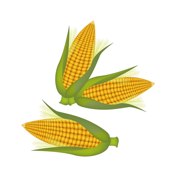 Три уха кукурузы с шелухой и шелком — стоковый вектор