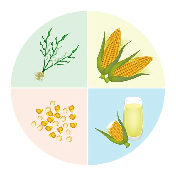 The Process of Corn Production in Pie Chart — Stock Vector