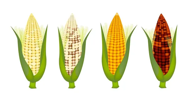 新鮮なトウモロコシの殻および絹の 4 色 — ストックベクタ