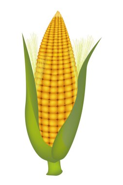 sarı mısır kabuğu ve ipek ile taze tatlı kulaklar