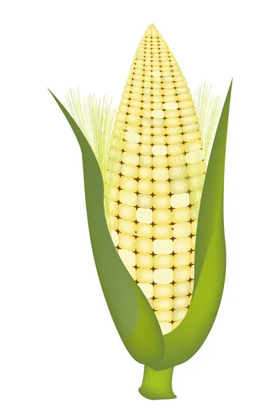 Fresh Sweet Ears of Corn with Husk and Silk — Stock Vector