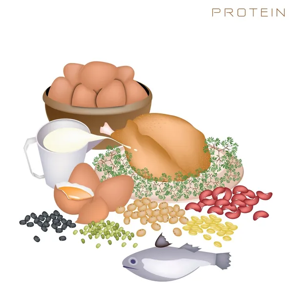 Vorteile für die Gesundheit und Ernährung von proteinhaltigen Lebensmitteln — Stockvektor