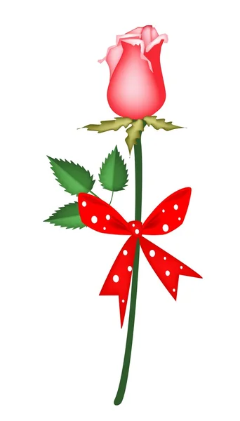 Belle rose rouge avec ruban rouge — Image vectorielle