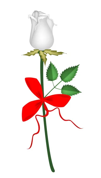 Preciosa rosa blanca con cinta roja — Vector de stock