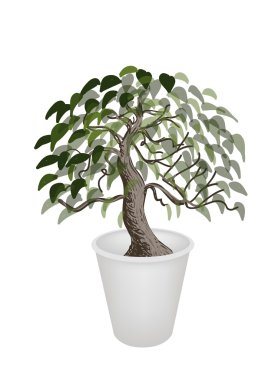 bonsai ağacı çiçek pot çizimi