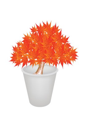 akçaağaç bonsai çiçeği pot çizimi