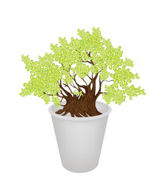 resimde bir saksıyı güzel bonsai ağacı