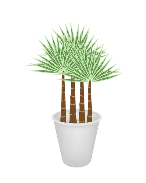 Illustration of Palm Trees in A Flower Pot — Stock Vector