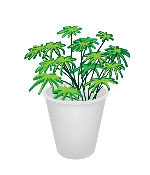 Ilustração da planta de Evergreen em um potenciômetro da flor — Vetor de Stock