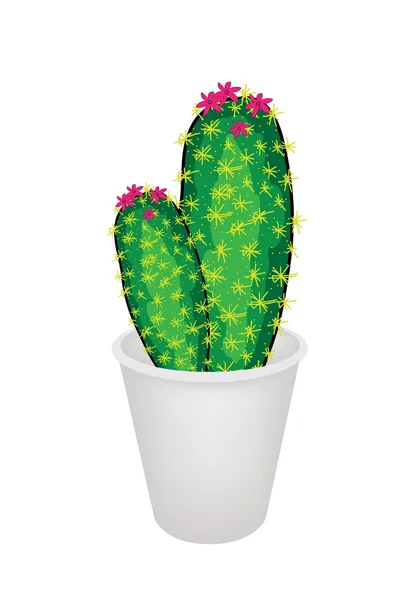 Two Cactus Plant in A Flower Pot — Stock Vector