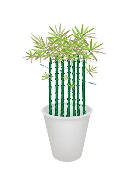 Árbol de bambú verde en maceta — Vector de stock