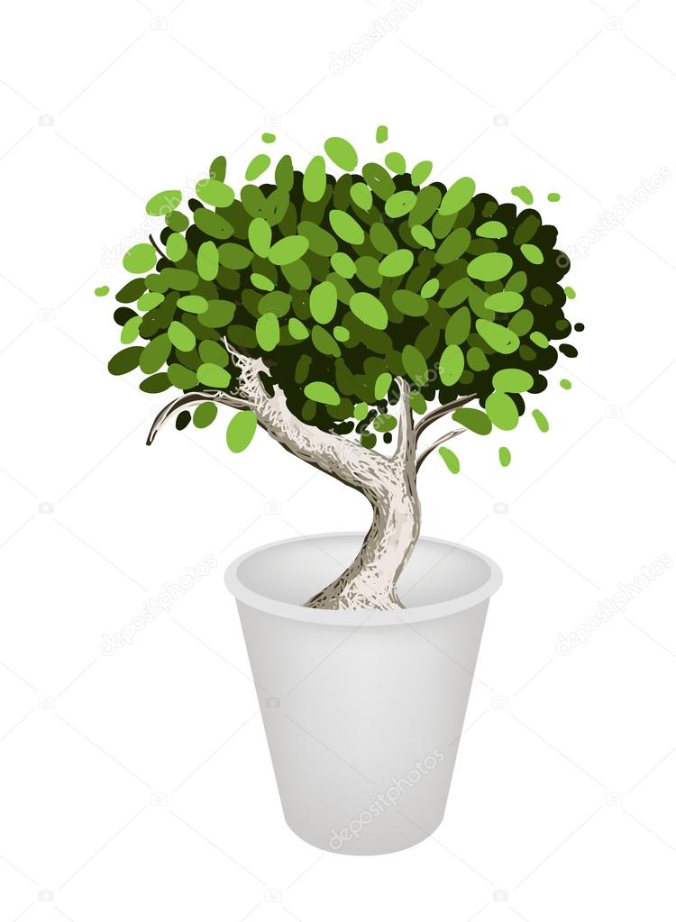 Illustration of Bonsai Tree in A Ceramic Pot