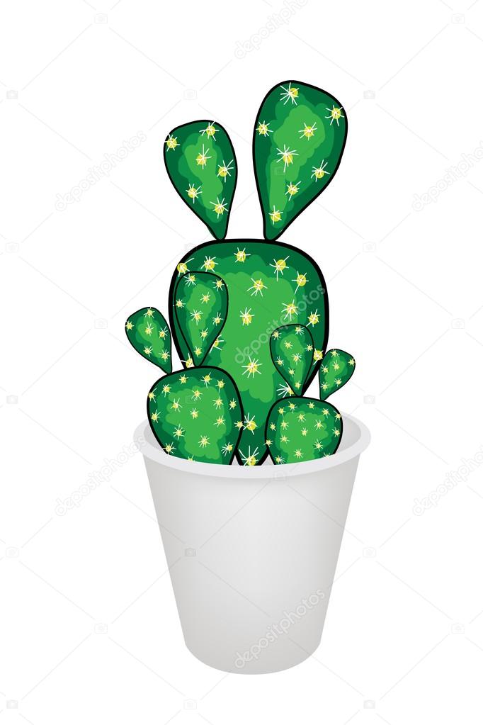 Cactus Opuntia Microdasys in A Flower Pot