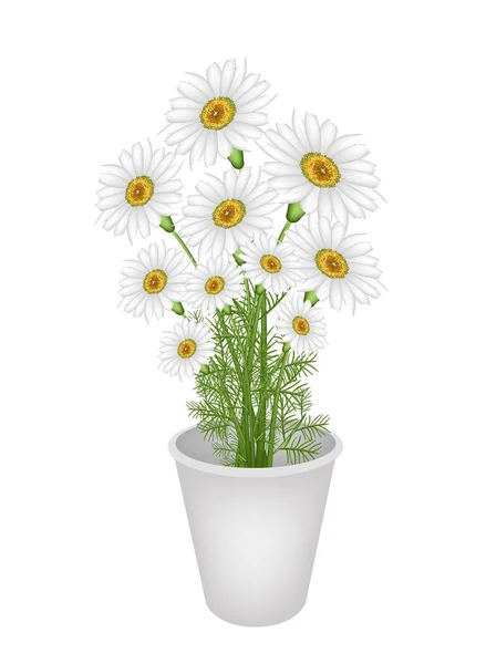 Uma linda camomila fresca em vaso de flores — Vetor de Stock