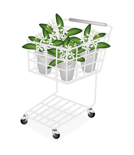 An Illustration of Cape Jasmine in A Shopping Cart