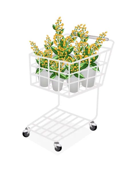 Beautiful Yellow Padauk Flower in A Shopping Cart — Stock Photo, Image