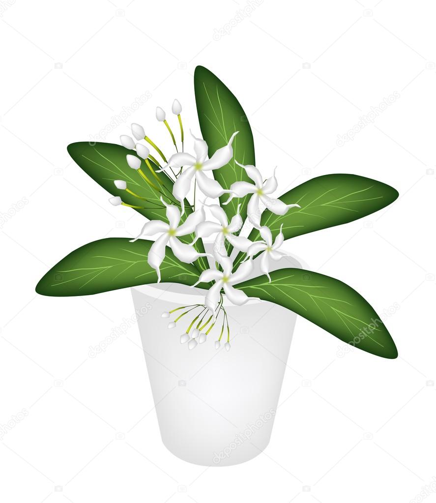 An Illustration of Cape Jasmine in A Flower Pot