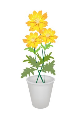 Üç kozmos çiçekleri çiçek pot