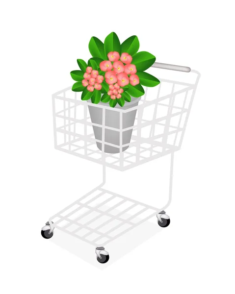 Fresh Crown of Thorns in A Shopping Cart — Stock Vector