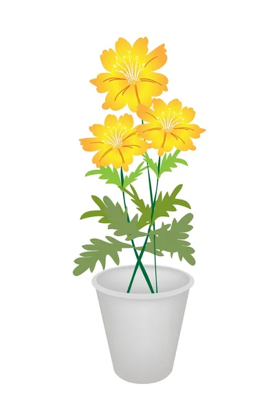 Três flores Cosmos em um vaso de flores — Vetor de Stock