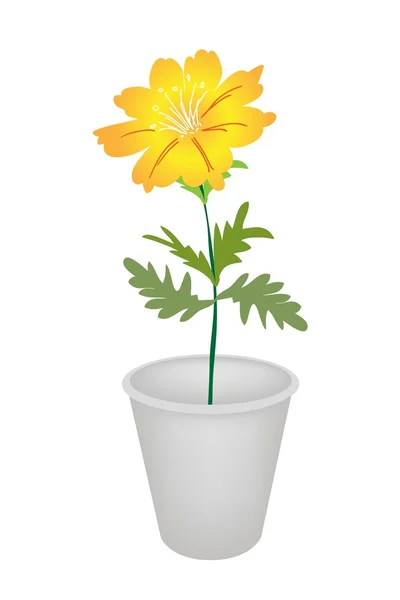 A Cosmos Flowers in A Flower Pot — Stock Vector